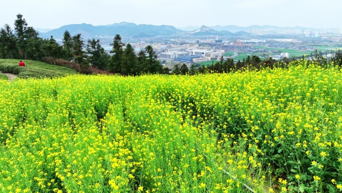 浙江省杭州市萧山山里王村山顶油菜