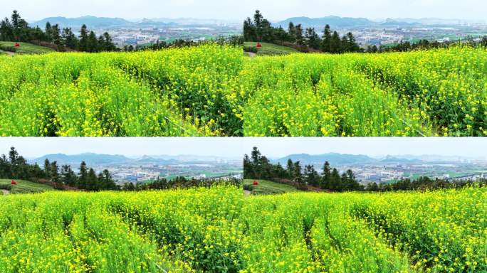 浙江省杭州市萧山山里王村山顶油菜