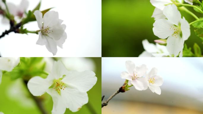 白色樱花唯美大特写