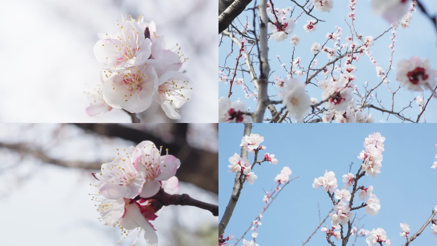 杏花 春天 花都开了 梨花 桃花