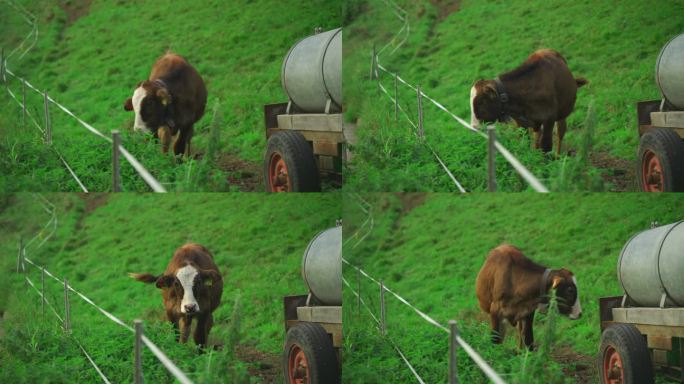 农场里有一头棕色和白色的小牛。主题为农业、农牧业德国。小屋旁牧场上的小母牛。奶牛在农舍外的田野里生孩