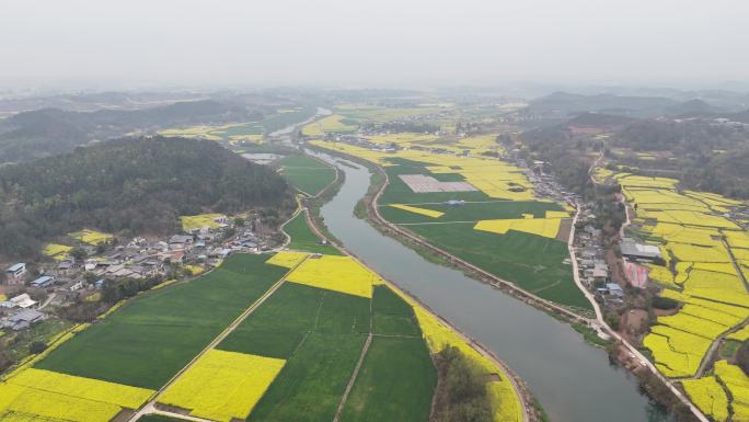 德阳调元镇顺河村油菜花