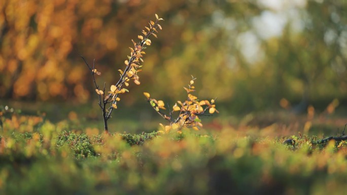 在秋天的苔原上，两棵小小的白桦树长着嫩黄色的叶子。近景视差镜头。