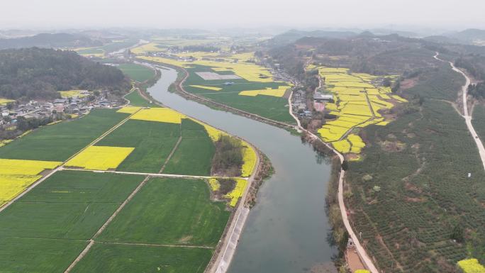 德阳调元镇顺河村油菜花