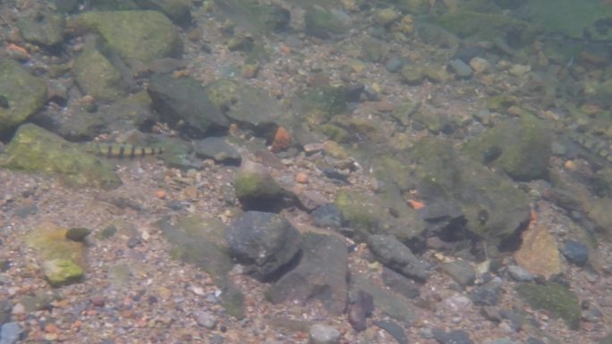 河边小溪河底海底水下世界流水岩石光影升格