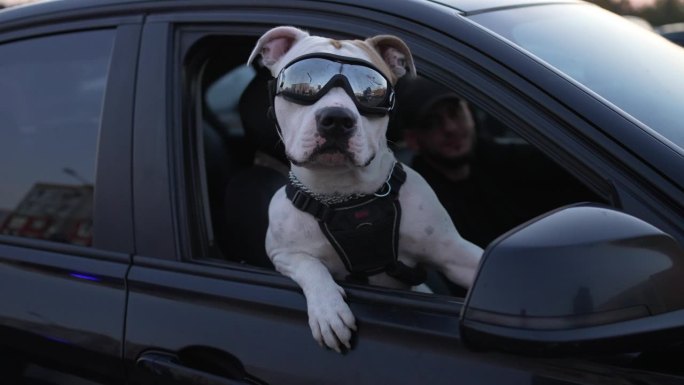 酷狗乘客。狗戴着墨镜往车窗外看。