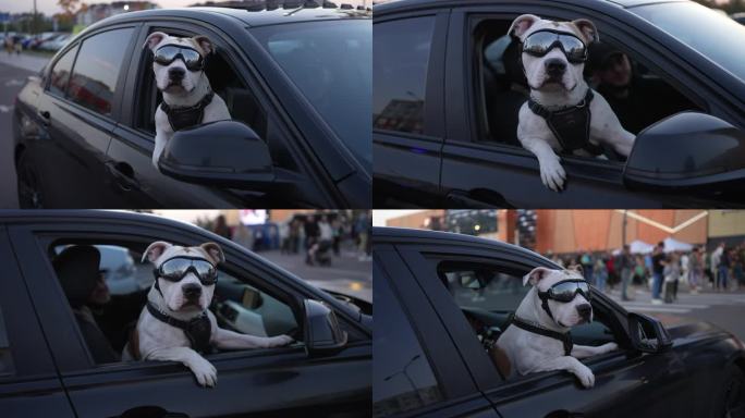 酷狗乘客。狗戴着墨镜往车窗外看。