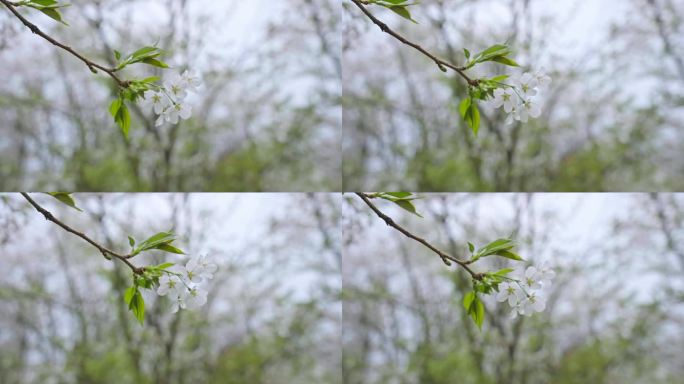 摆动的樱花