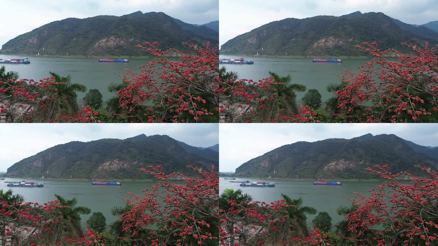 西江羚羊峡上的木棉开，青绿山水增添中国红