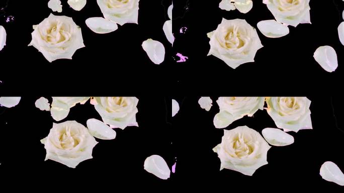 白玫瑰的花朵和花瓣漂浮在水面上，在水面上荡起涟漪。包括Alpha通道。