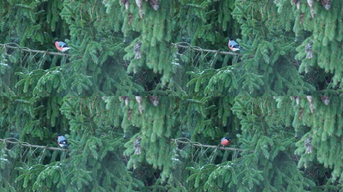 在爱沙尼亚深秋的一天，雄性红腹灰雀在云杉树枝上移动