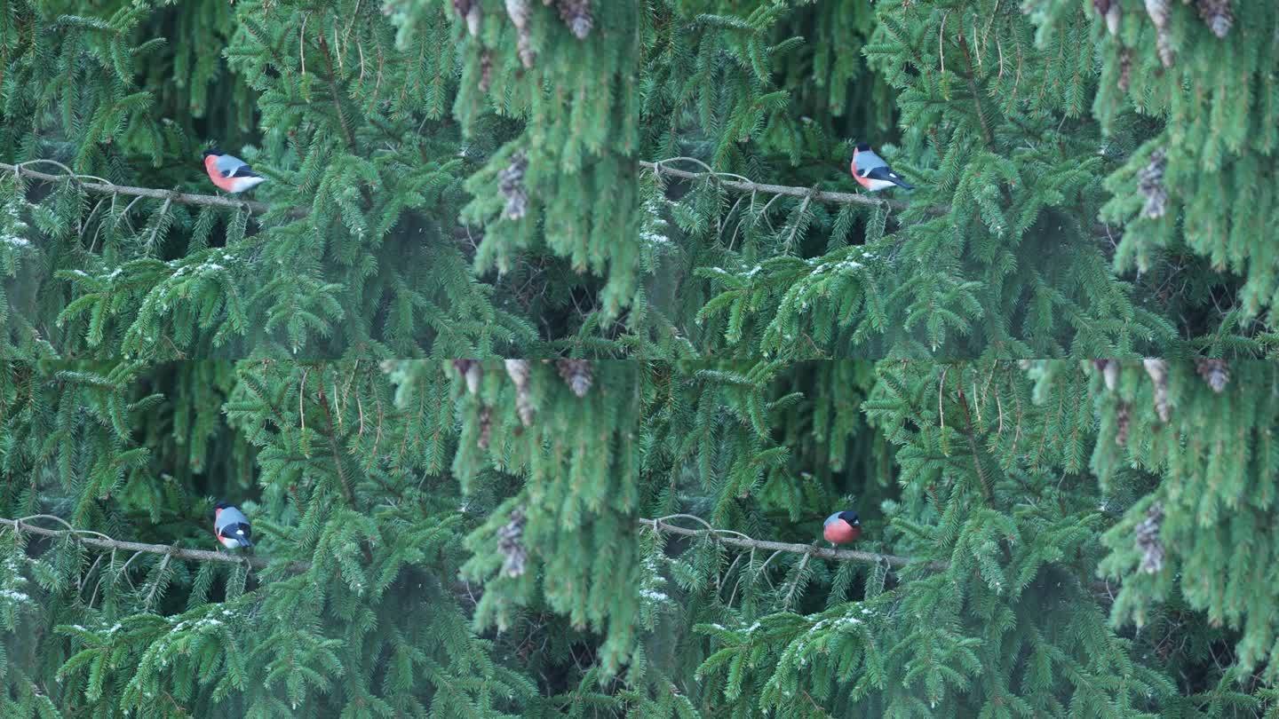 在爱沙尼亚深秋的一天，雄性红腹灰雀在云杉树枝上移动