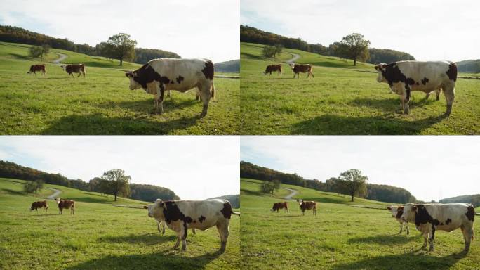 奶牛在农村草地上吃草。孤独的树。