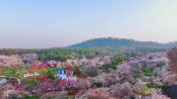 武汉樱花园