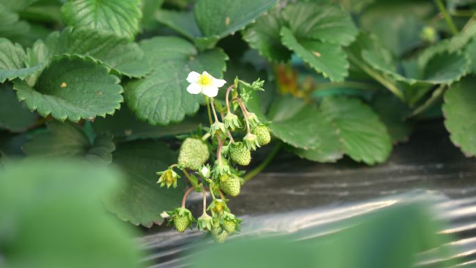 4k大棚里草莓种植