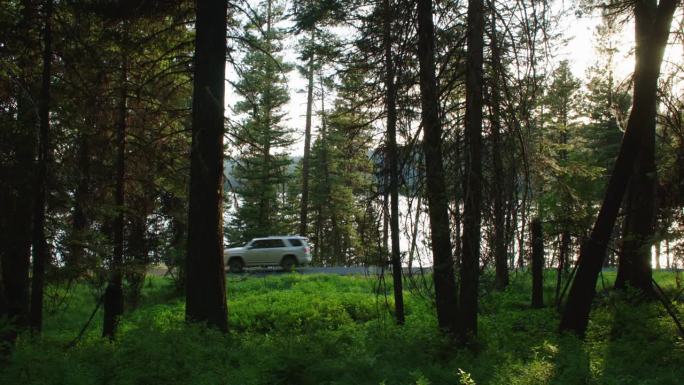 当汽车行驶在蜿蜒的林道上时，阳光穿过帕耶特湖边的林下植被