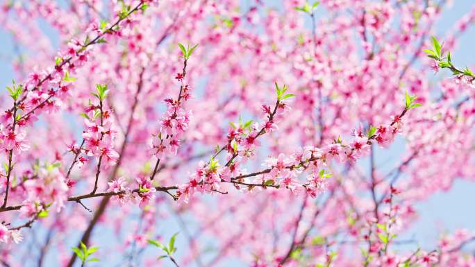 唯美浪漫粉色桃树桃花盛开开放春天春分