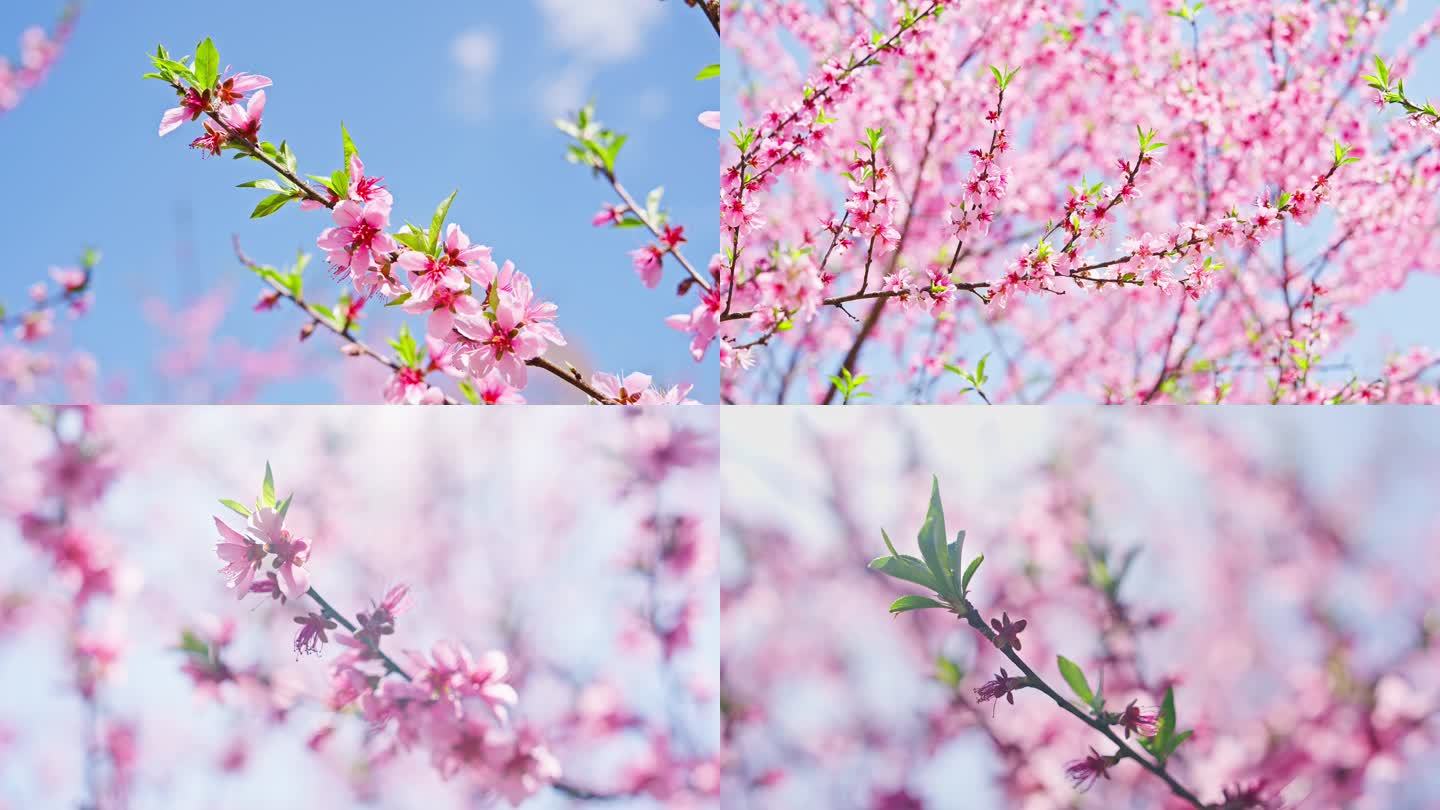 唯美浪漫粉色桃树桃花盛开开放春天春分