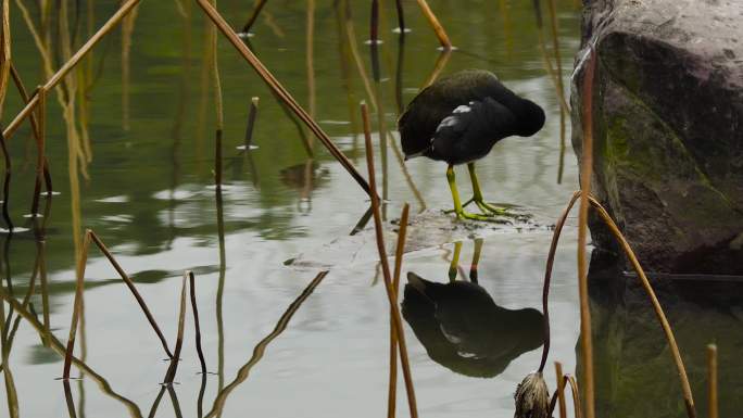池塘 鸟 野鸭 自然 环境