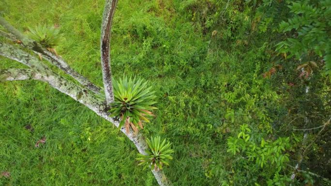 在哥斯达黎加的一个大蕉农场附近，从空中俯瞰一株成熟的vriessea altodaserae植物