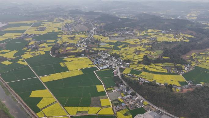 德阳调元镇顺河村油菜花