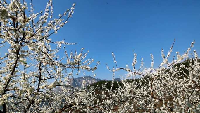 重庆南川：漫山花开“李”好美