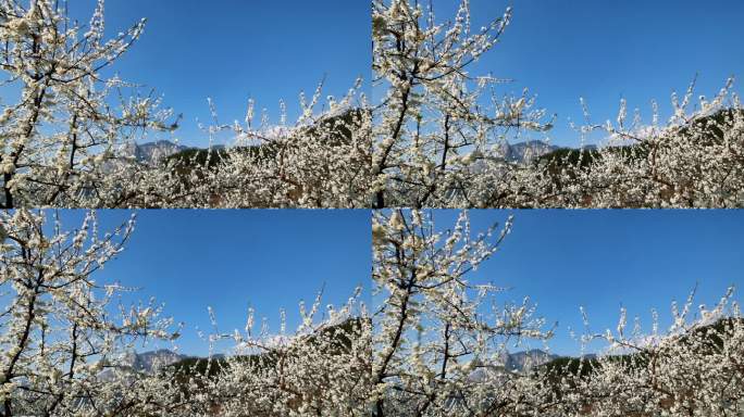 重庆南川：漫山花开“李”好美