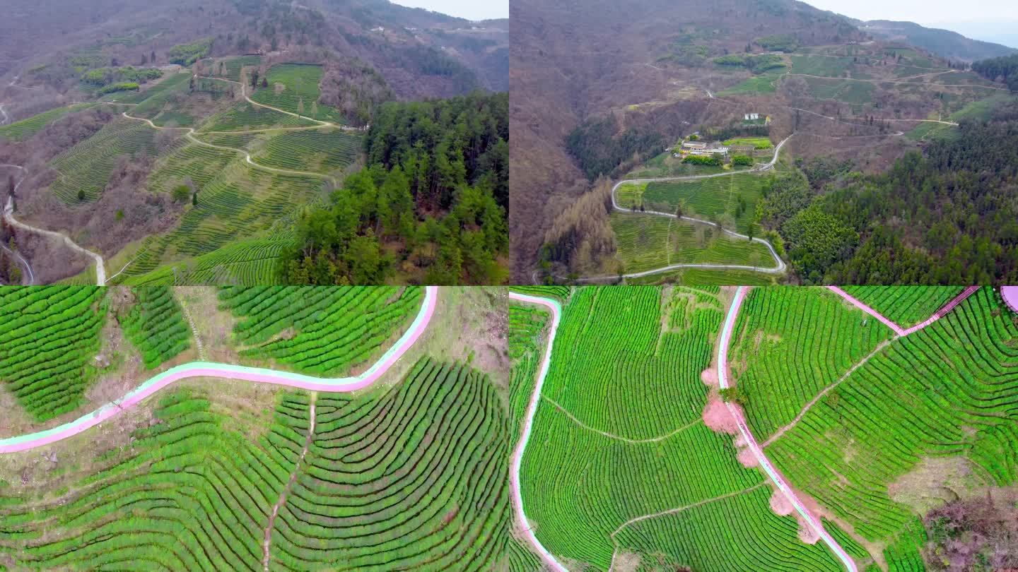 茶山 茶园 茶厂 茶叶种植 农业种植