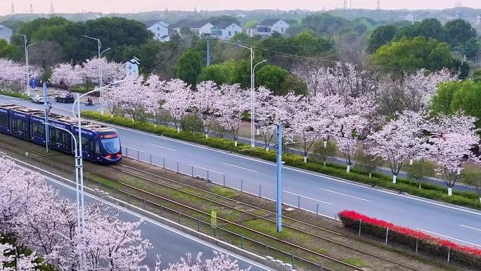 2024苏州樱花电车