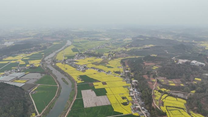 德阳调元镇顺河村油菜花