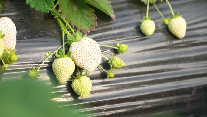 4k大棚里草莓种植