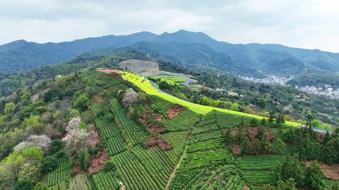 浙江省杭州市萧山山里王村山顶油菜