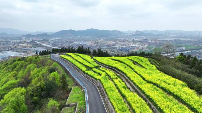 浙江省杭州市萧山山里王村山顶油菜