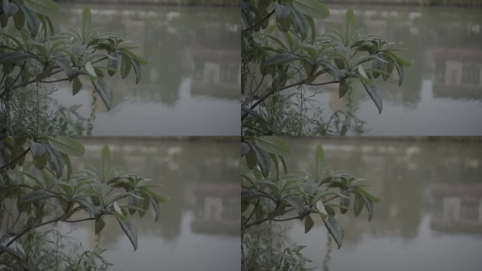 河边枇杷树叶