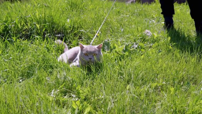 孩子牵着狗绳在绿草地上遛灰家猫。变焦