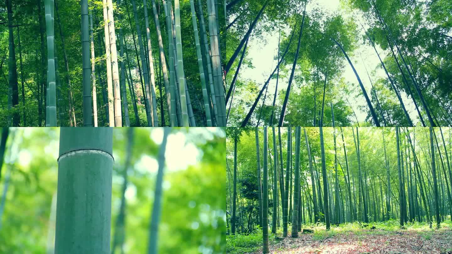 竹林 竹子 绿叶 树木