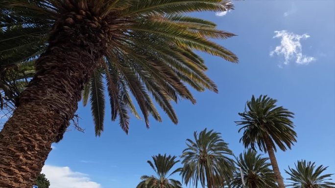 沙漠里的棕榈树，蓝天在强风中摇曳