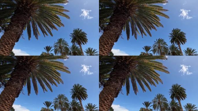 沙漠里的棕榈树，蓝天在强风中摇曳