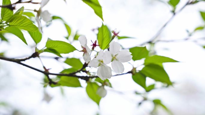 摆动的樱花