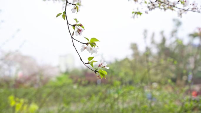 摆动的樱花（推近特定）