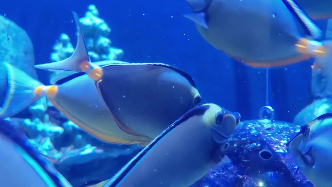 水族馆海洋鱼热带鱼天狗倒吊鱼黑背鼻鱼