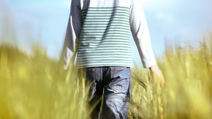 黄金之路:一个男孩穿越麦田的旅程，与大自然亲密接触