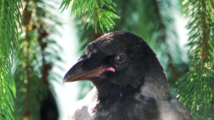 戴兜帽的乌鸦栖息和环顾四周的4k慢动作60fps