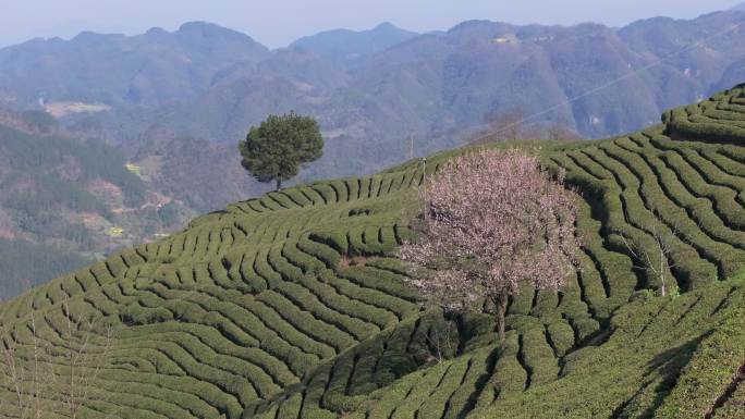 小河庙茶山与油菜花35