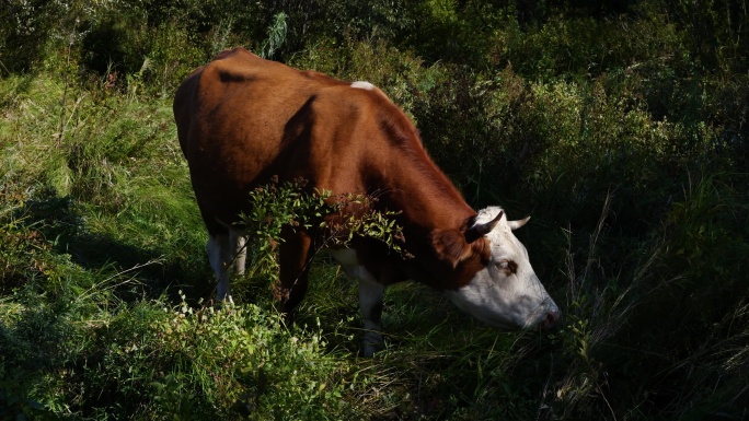 在野外草丛里吃草的老牛