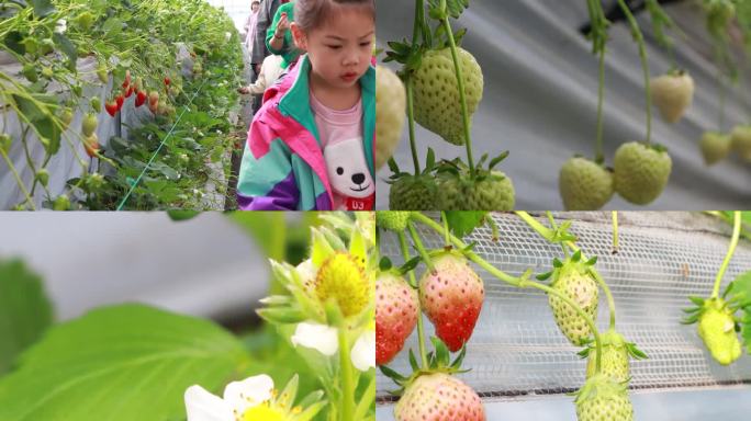草莓采摘亲子活动，有机果园