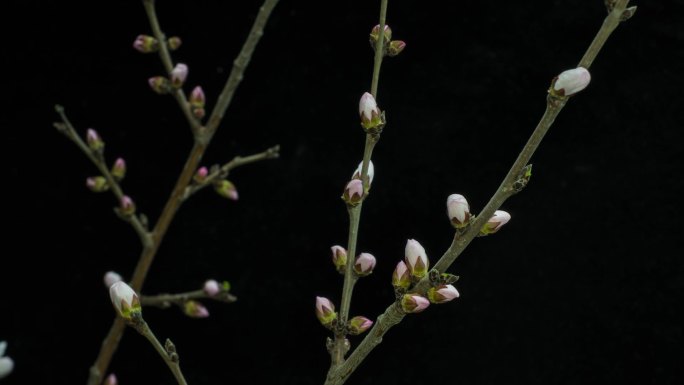 杏花开花延时视频