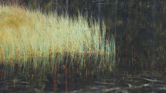 秋天的冻土带，沼泽湖黑暗浑浊的水中枯萎的草。