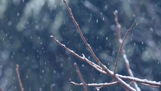 雪花缓慢地落在光秃秃的树枝上。冬季圣诞季