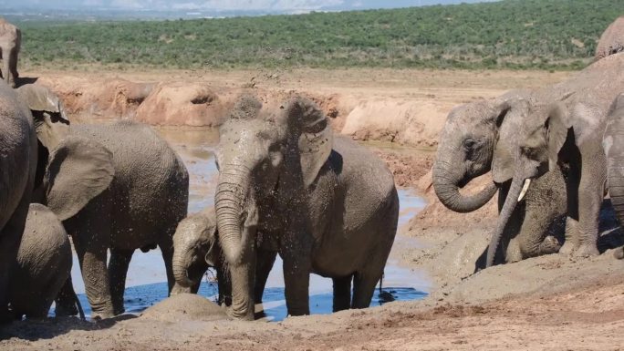 大象在水坑里往自己身上泼水，周围都是其他大象